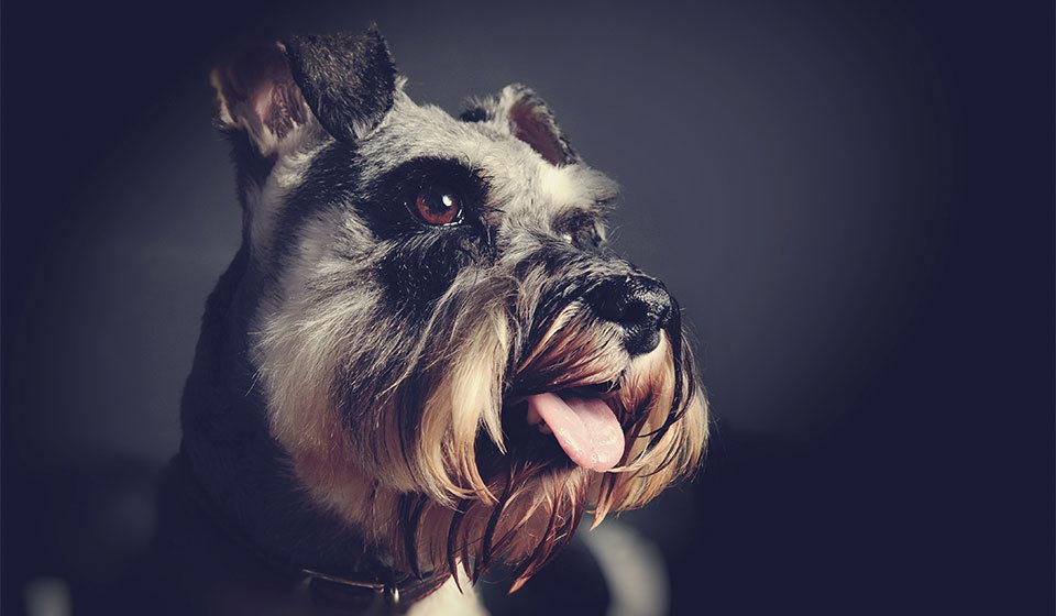 Dog Portrait By Emotion Studios